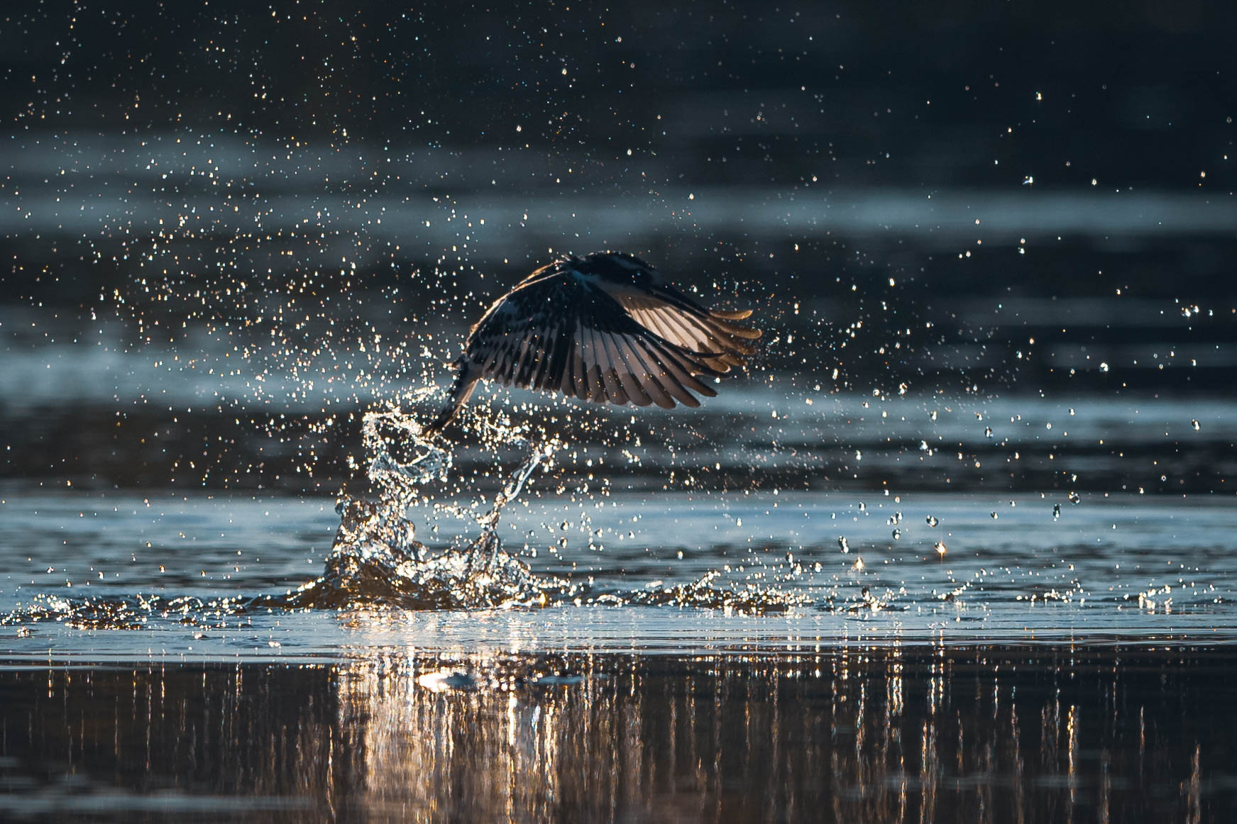 Skimmer bird flying over water